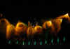 iluminacao-02.jpg (11243 bytes)